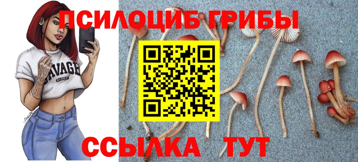 Галлюциногенные грибы Psilocybine cubensis Елец
